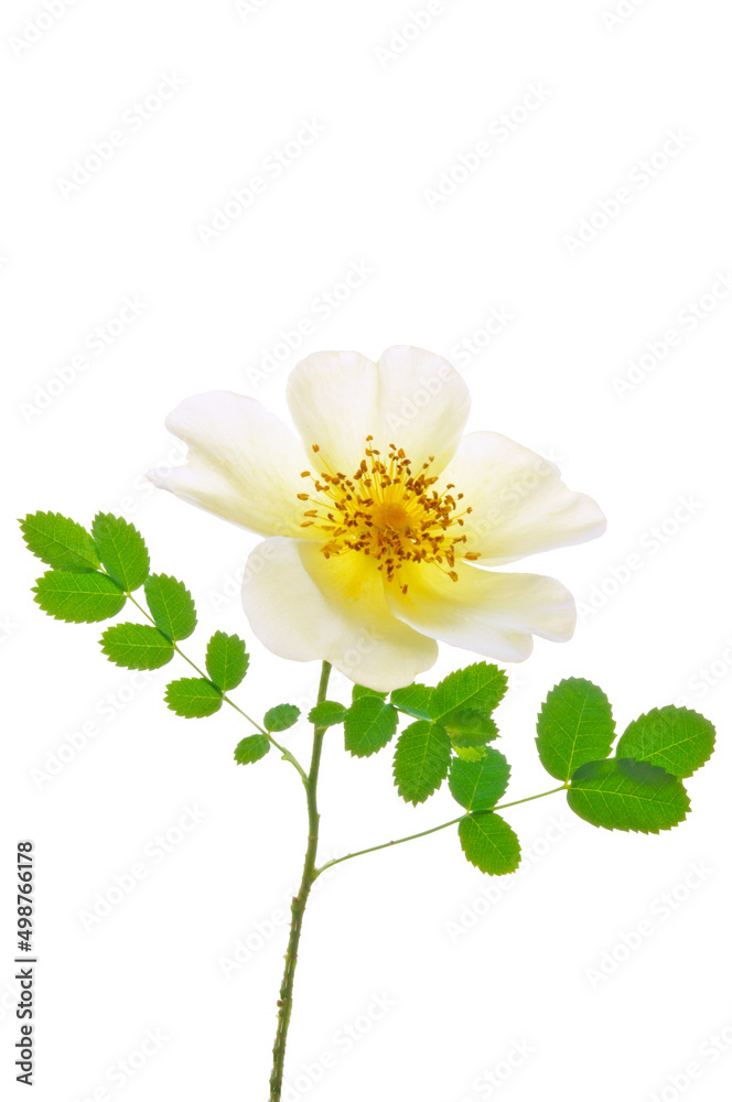 One beautiful white rosehip flower with green leaves close-up on a white isolated background