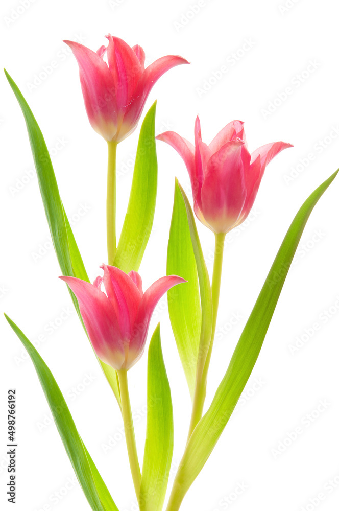 Bouquet of three pink tulips close-up on a white isolated background Bouquet of three pink tulips close-up on a white isolated background