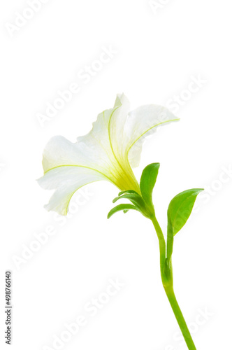 One white petunia flower with green leaves close-up on a white isolated background