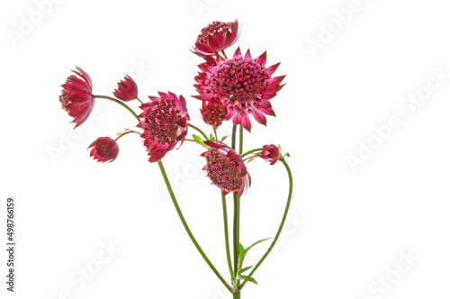 Beautiful pink astrantia flowers close-up on white isolated background