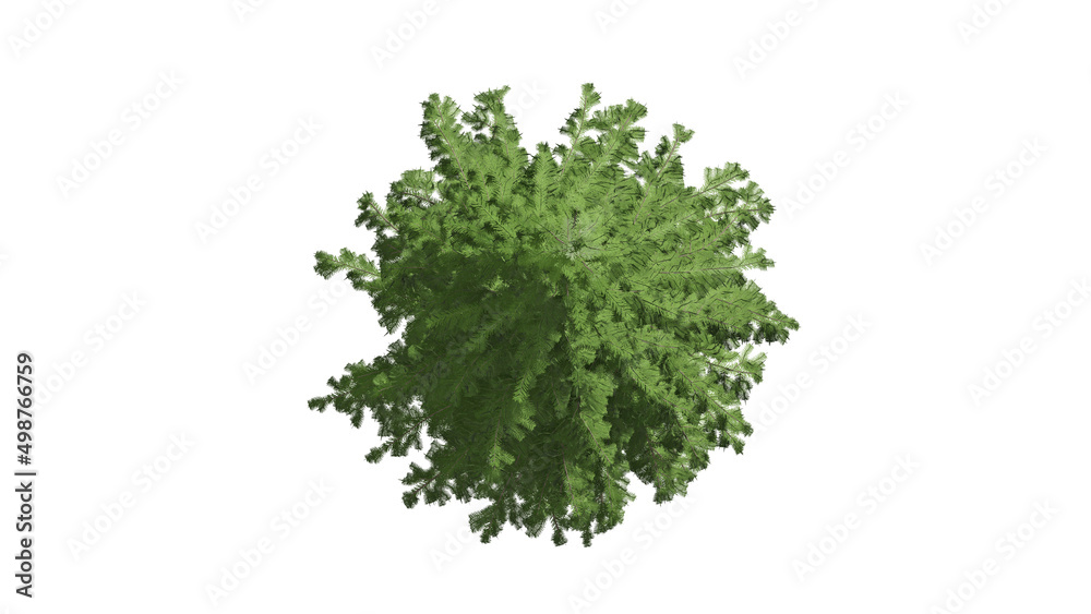 3D Top view Green Trees Isolated on white background , Use for visualization in architectural design 3D Top view Green Trees Isolated on white background , Use for visualization in architectural design