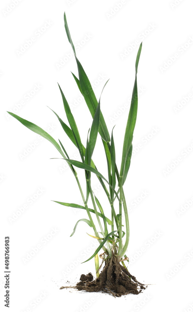 Green spring young wheat with soil isolated on white  