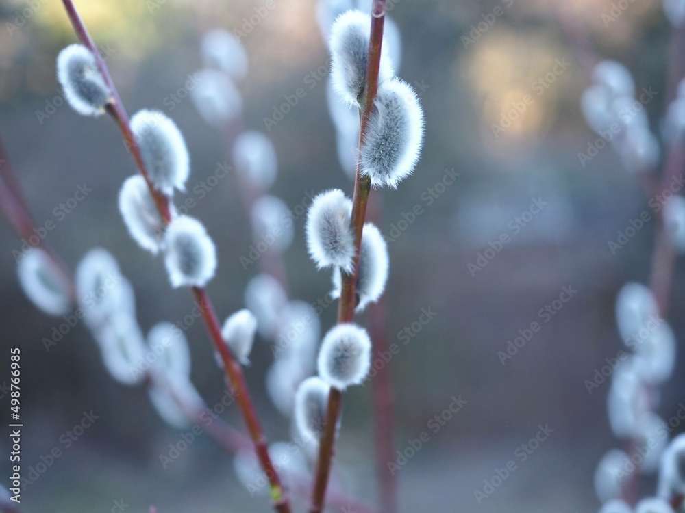Twigs of willow tree with buds, Szczecin Poland Twigs of willow tree with buds, Szczecin Poland