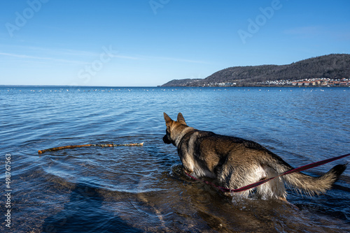 A young happy German Shepherd plays with a stick in a lake. A beautiful blue lake and mountains in the background