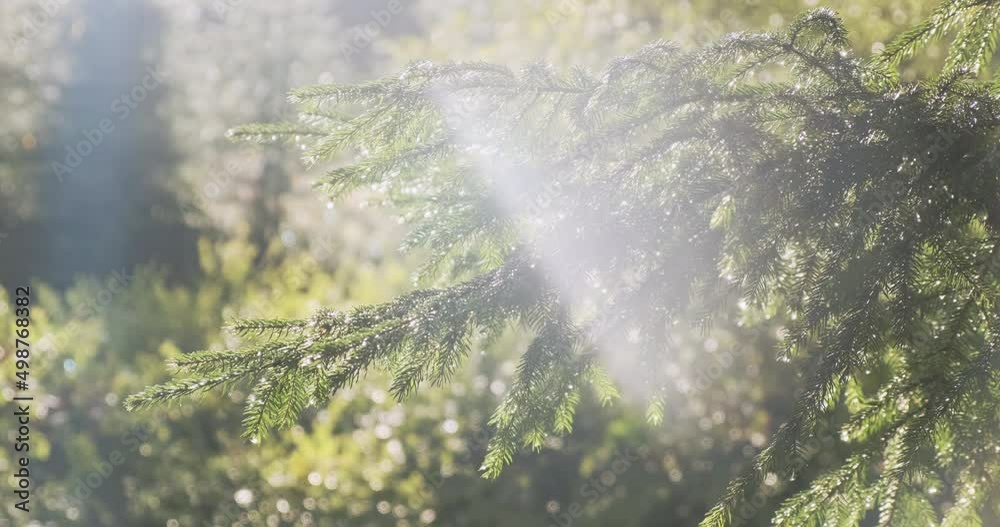 Green spruce forest in summer morning raindrops. Sun rays break through fresh pine branch after rain. Evergreen fir trees in clean dew drops. Sunbeam in summer forest nature. Ecology environment. 4k Green spruce forest in summer morning raindrops. Sun rays break through fresh pine branch after rain. Evergreen fir trees in clean dew drops. Sunbeam in summer forest nature. Ecology environment. 4k