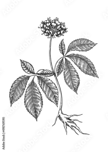 Ginseng. Adaptogenic plant illustration. Hand-sketched Ginseng drawing. Great for traditional medicine, cosmetology, Ayurveda, clinical research design. Natural adaptogen drawing in vintage style. © sketched-graphics