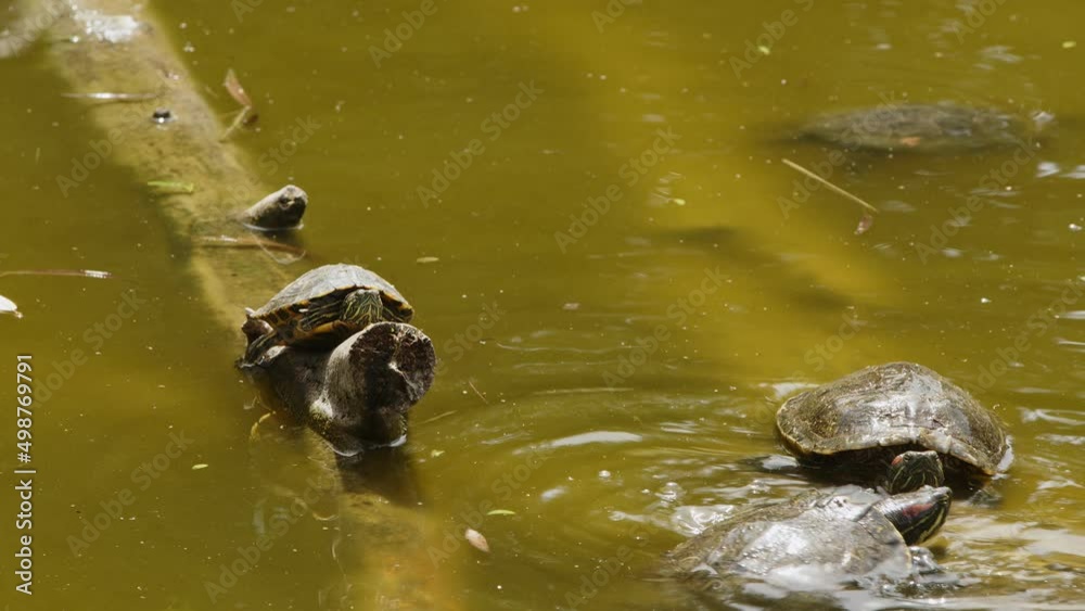 Animal Turtles in a Green Lake Animal Turtles in a Green Lake