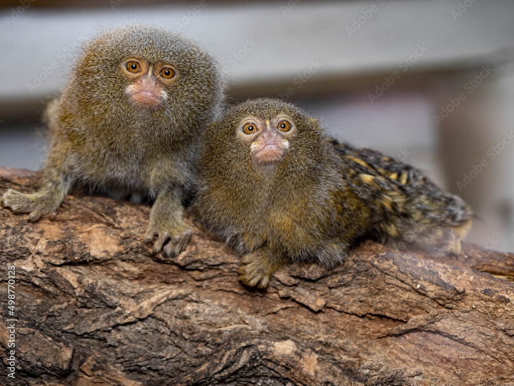 The pygmy marmoset, Cebuella pygmaea niveiventris, is the smallest primate The pygmy marmoset, Cebuella pygmaea niveiventris, is the smallest primate