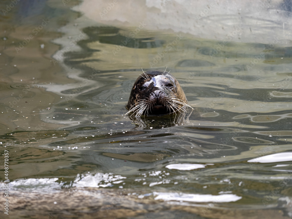 Fototapeta premium The Common Seal, Phoca vitulina, lives mostly in water