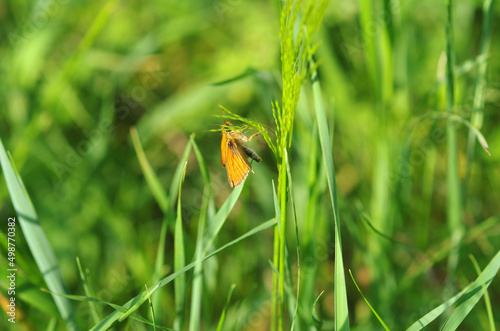 Yellow butterfly sitting on the grass 