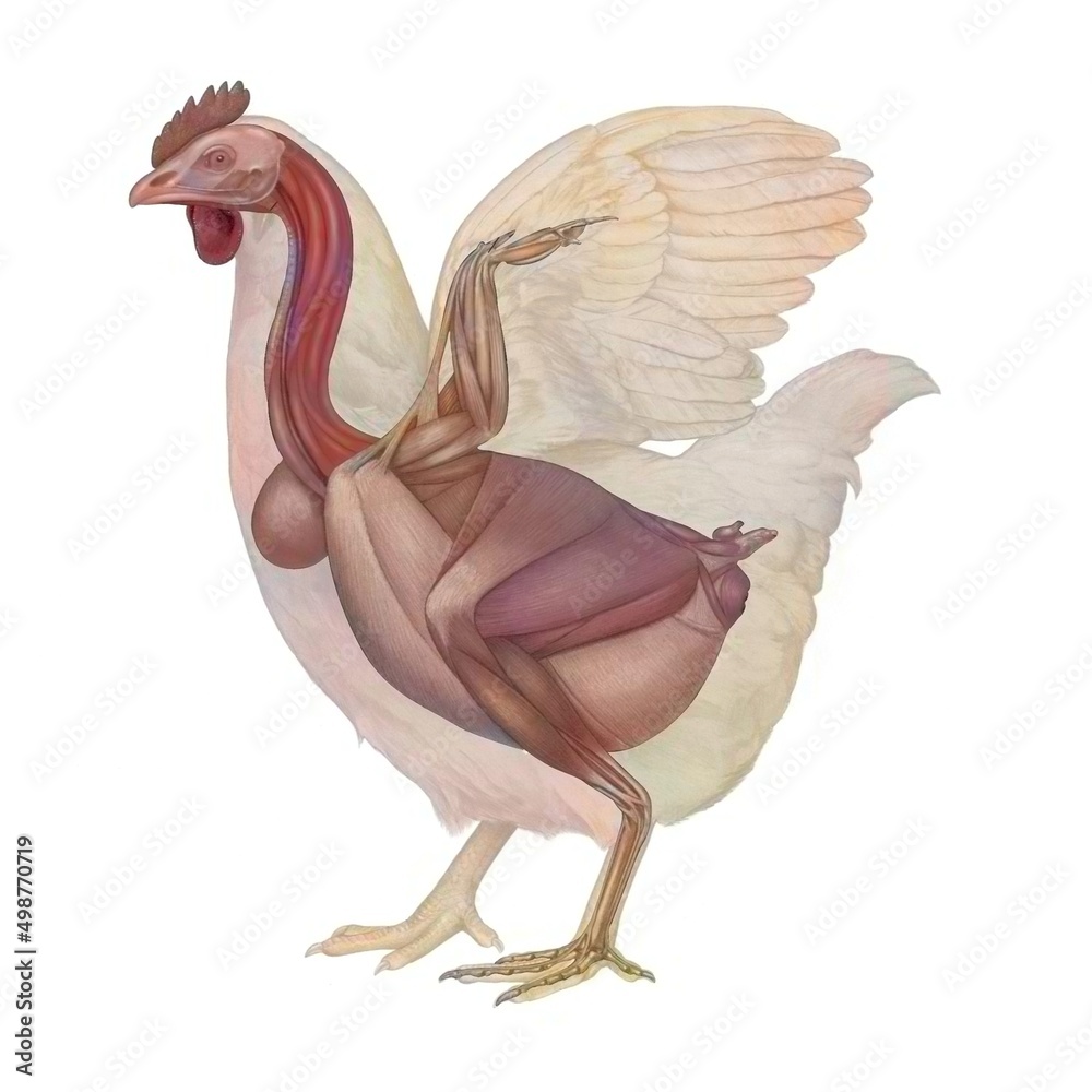 Chicken anatomy with its muscular system. Illustration Stock | Adobe Stock