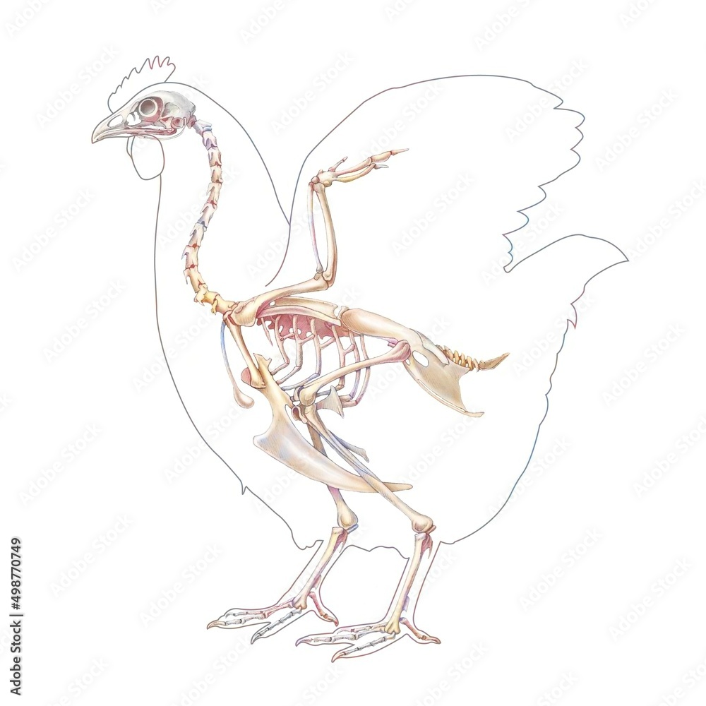 Anatomy of the hen with its bone system. Stock Illustration | Adobe Stock