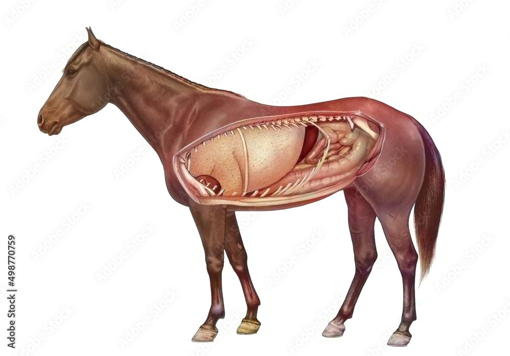 Anatomy of a horse showing the lungs digestive system. Stock