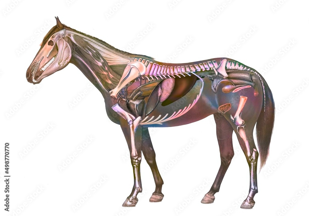 Anatomy of a mare showing the heart stomach and skeleton. Stock ...