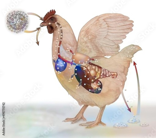 Representation of the contamination of a hen by the H5N1 virus.