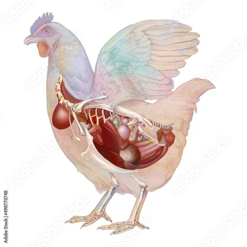Anatomy of the hen showing her digestive and genital system.
