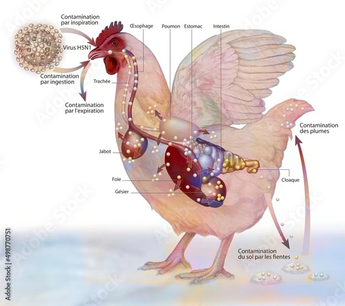 Representation of the contamination of a hen by the H5N1 virus. photo