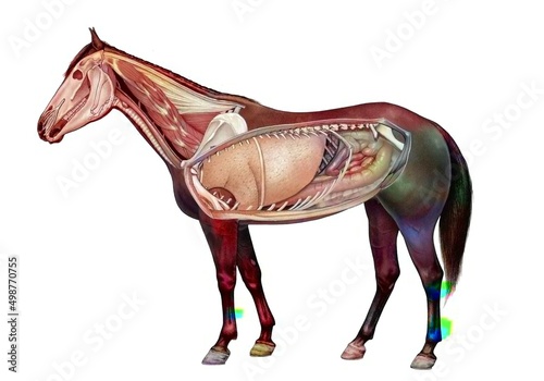 Anatomy of a horse showing the lungs digestive system. photo