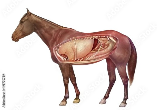Anatomy of a horse showing the lungs digestive system.