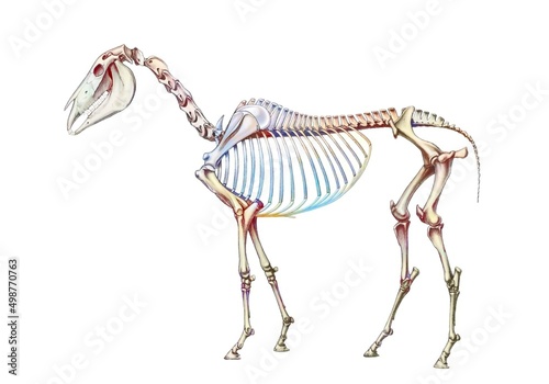 Representation of the bone system of a horse on a white background.