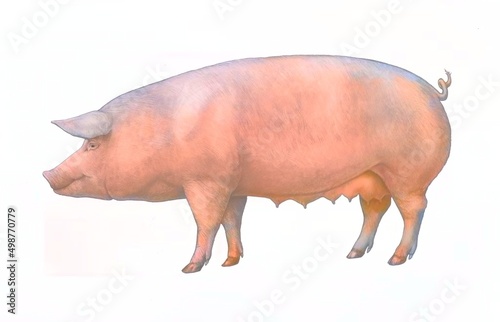 Representation of a domestic sow on a white background. photo