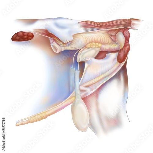 Anatomy of the bull's reproductive system with kidneys bladder.