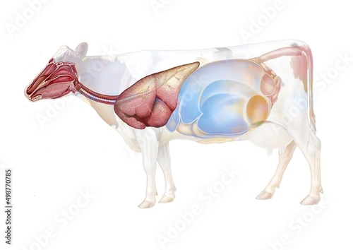 Anatomy of the respiratory system in the cow.