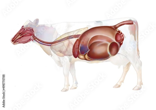 Anatomy of the digestive system in the cow. photo