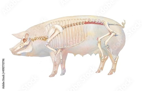 Anatomy of the pig with its bone system.
