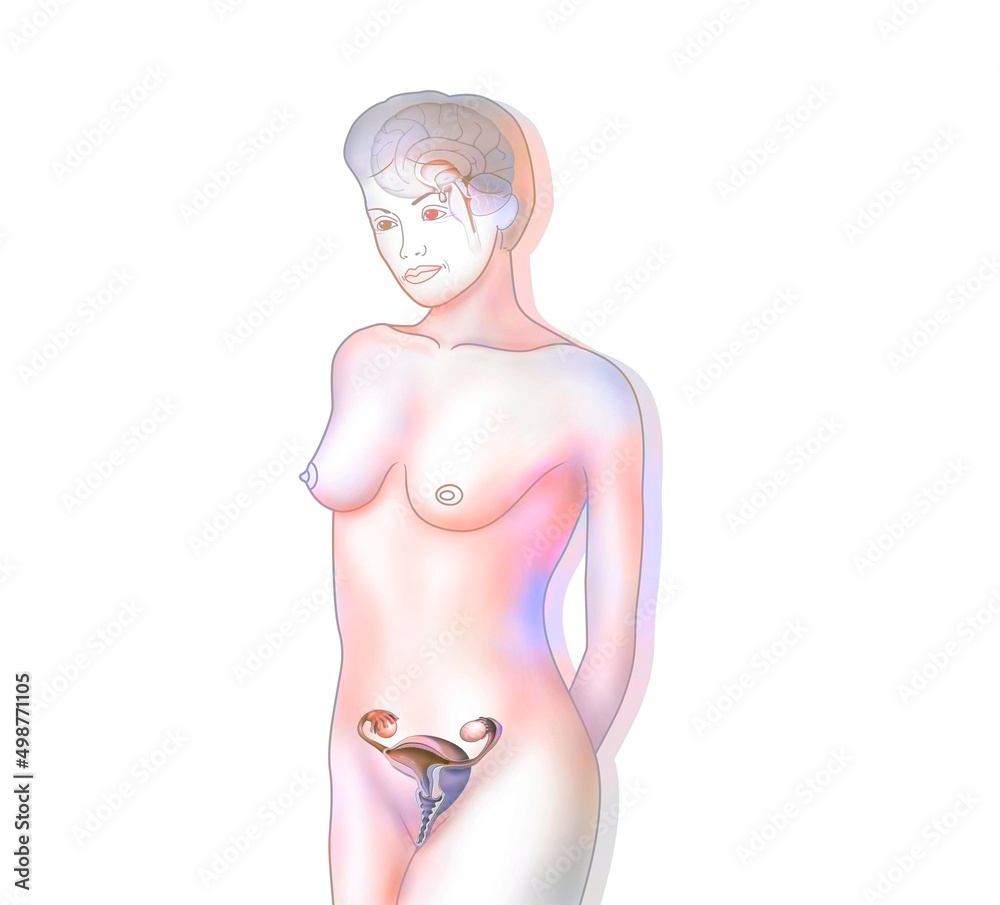 Reproductive system of a senior woman after menopause. Reproductive system of a senior woman after menopause.