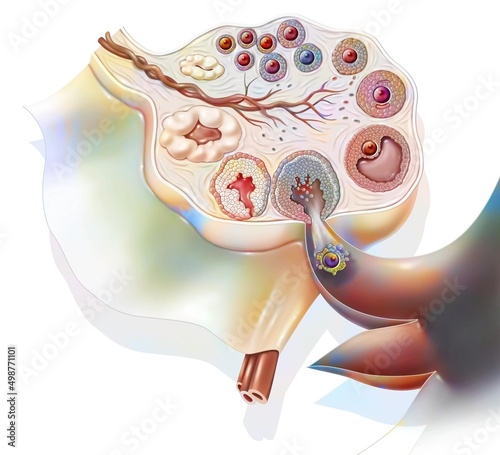 Section of an ovary showing the ovarian cycle. photo