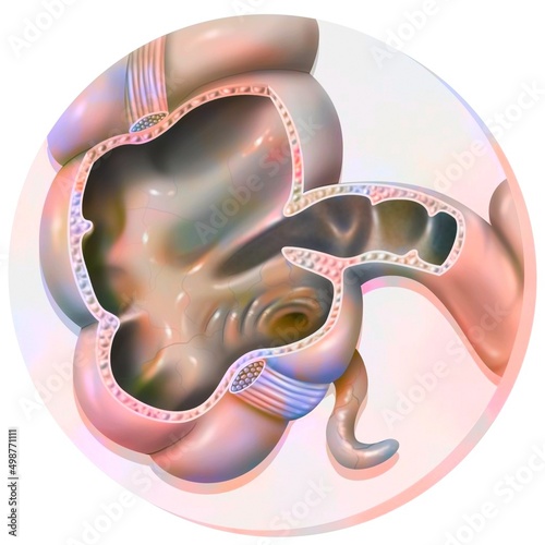 Anatomy of the colon: the cecum and the appendix. photo
