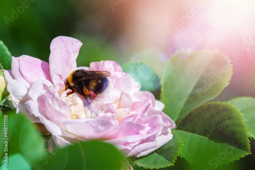 Bumblebee on a pink rosehip flower close-up. Blurred green background