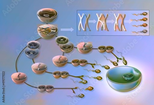 Spermatogenesis: different stages of sperm formation. photo