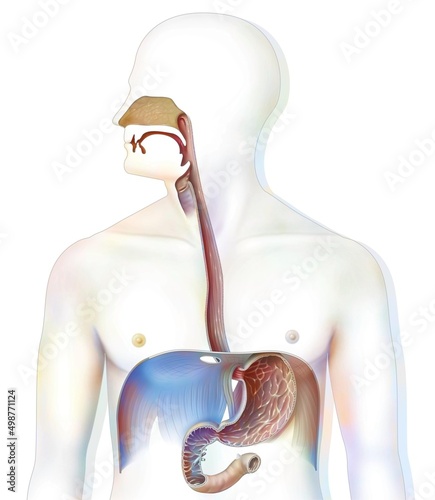 Upper digestive tract in humans with digestive tract stomach.