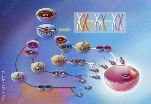 Spermatogenesis: different stages of sperm formation.