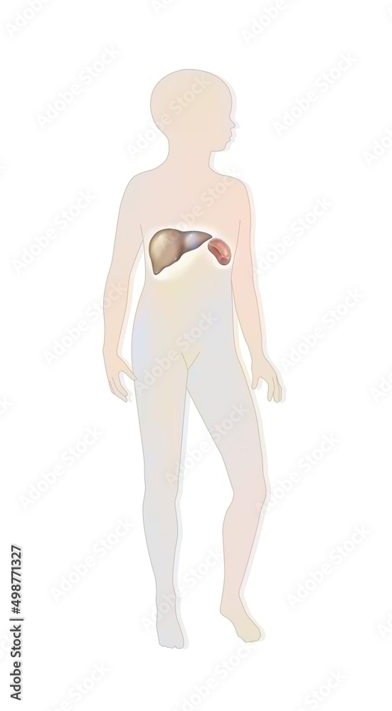 Location of the liver and spleen in a child's silhouette.