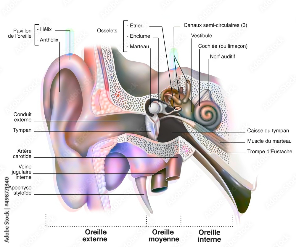 Anatomy of the inner ear showing the eardrum the cochlea. Stock 일러스트레이션 ...