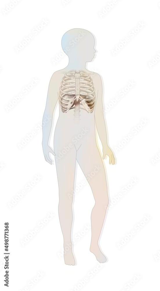 Location of the spleen rib cage and liver in a child's silhouette. Location of the spleen rib cage and liver in a child's silhouette.