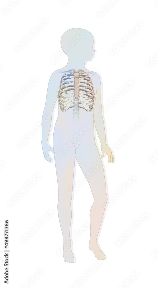 Location of the rib cage in a child's silhouette. Location of the rib cage in a child's silhouette.