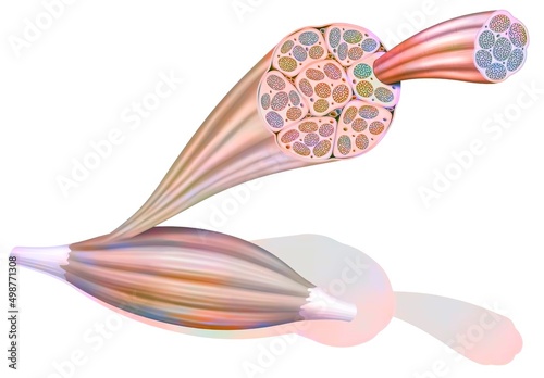 From muscle to muscle fiber: tendon muscle muscle fiber.