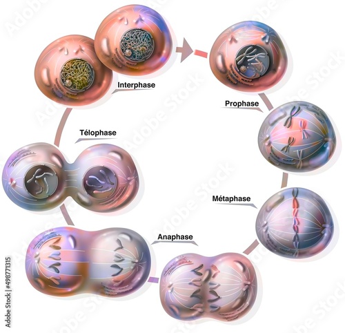 Different stages of mitosis: prophase metaphase anaphase telophase. photo