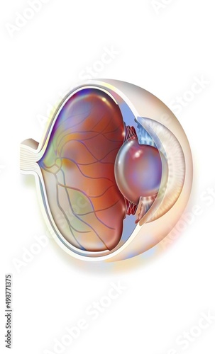 Anatomy of the eye with lens retinal veins and arteries. photo