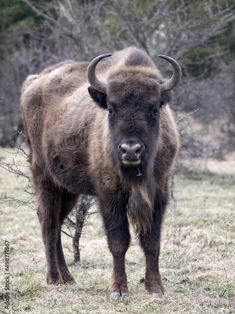 European bison, Bison bonasus, in the Milovice nature reserve, Czech Republic European bison, Bison bonasus, in the Milovice nature reserve, Czech Republic