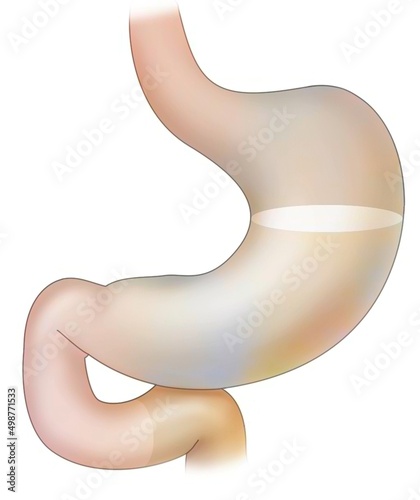 Stomach: the food bolus is represented inside.