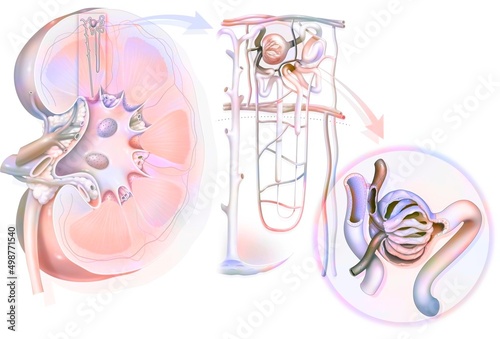 Urinary system from kidney to glomerulus with structures of kidney.