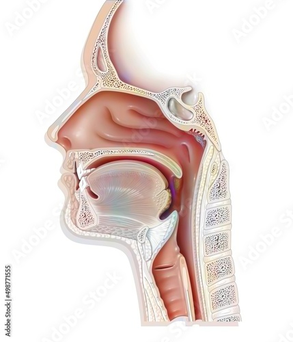 Upper airways showing the larynx epiglottis.