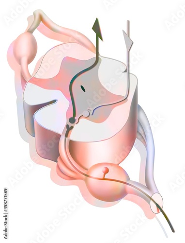 Path and its inhibition of pain in the spinal cord.