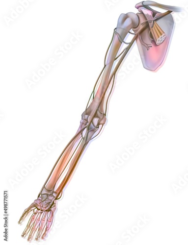 The arteries of the upper limb in palmar view. photo