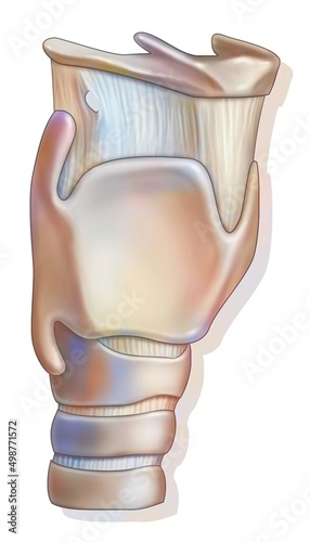 Larynx showing the hyoid bone the thyroid cartilage. photo